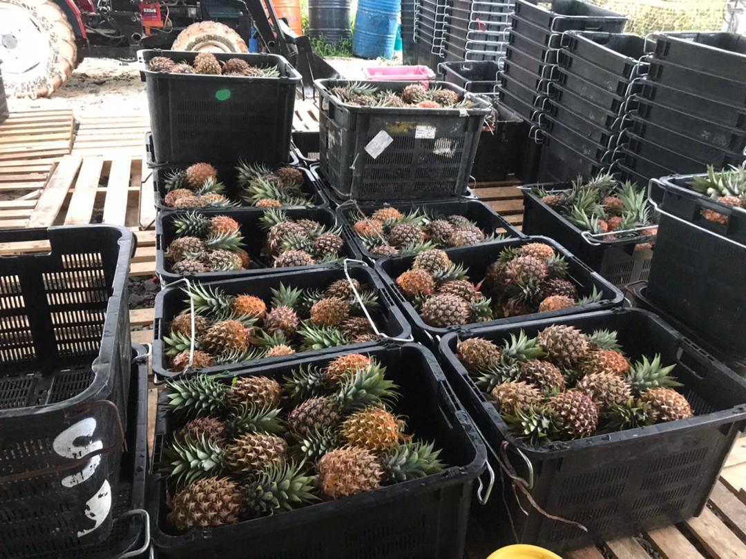 WhatsApp Image 2021-03-24 at 9.34.24 PM